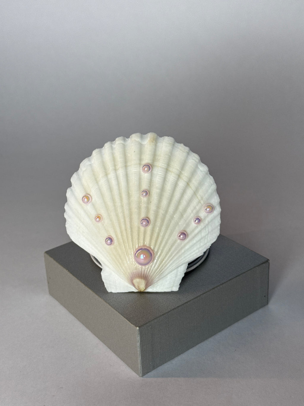 Bellamare – Muschelspiegel
