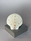 Bellamare – Muschelspiegel